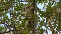 L'Australie veut sauver ses koalas victimes de l'urbanisation