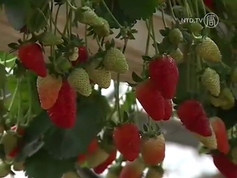 New Kinds of Strawberries Debut in Israel