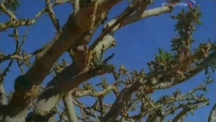 Ладанный Путь в Дофаре. Слезы Богов