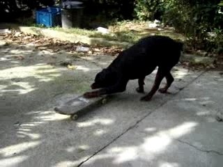 Victor fait du skate partie II