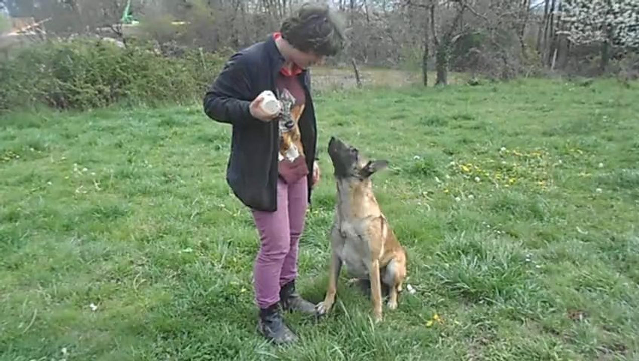 Exercice(Aboie) avec FOU LE CAMP(Berger Belge Malinoise).
