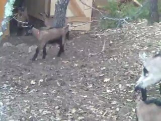 Arrivée des chevrettes