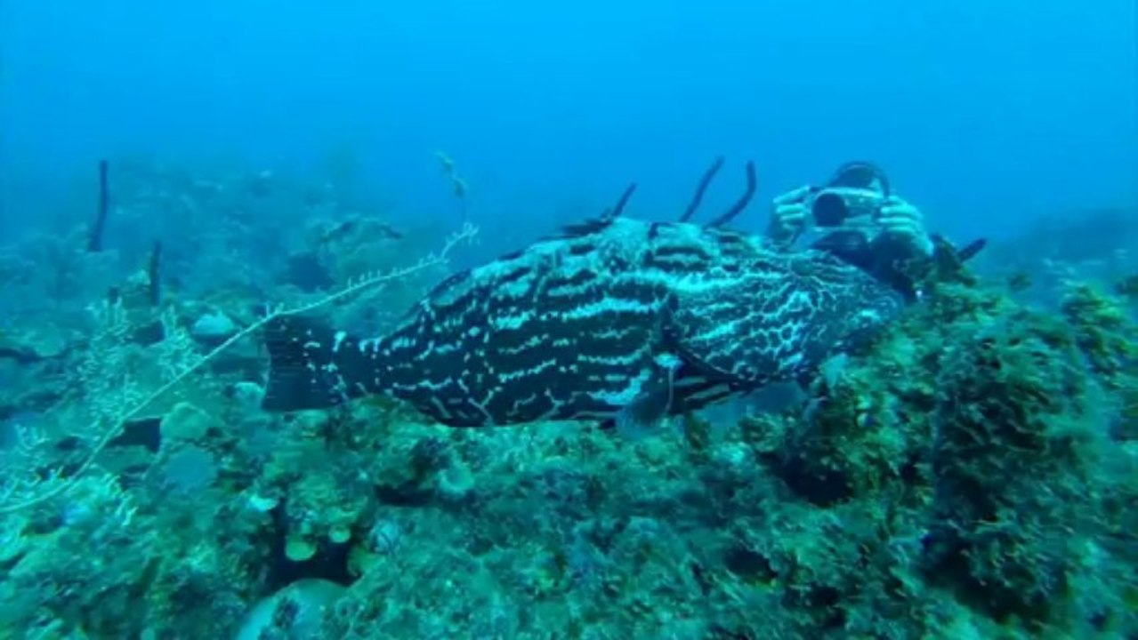 Plongée à Cuba. Focus sur les requins