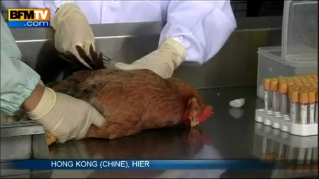 Grippe H7N9: Shanghaï s'inquiète d'un virus qui avance masqué - 12/04