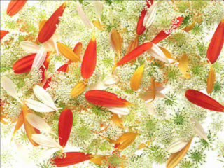 Hz. Osman Efendimiz - Nihat hatipoglu