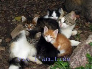 La guerre des clans, vous ne comprenez pas bien ?  Regardez, je vais vous expliquer