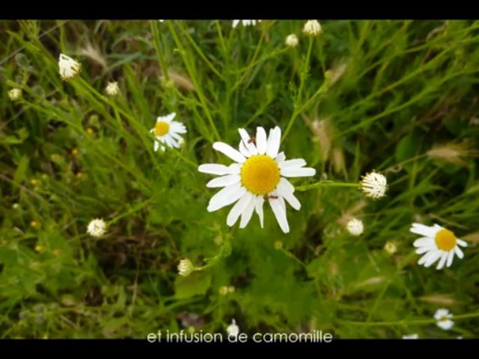 ballade et jolies fleurs....