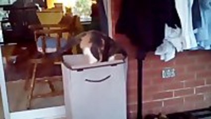 Curious Cat Gets Hamper Surprise