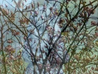 Les statues de bronze de Maître Li  Xiaochao