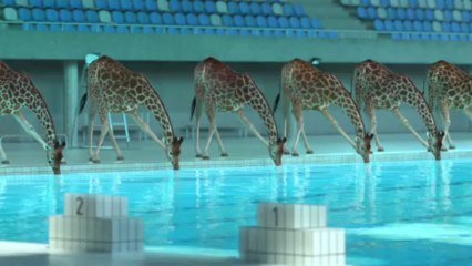 Plongeon de girafes