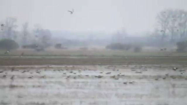 Marais du Lac de Grand Lieu, le 07-04-2013