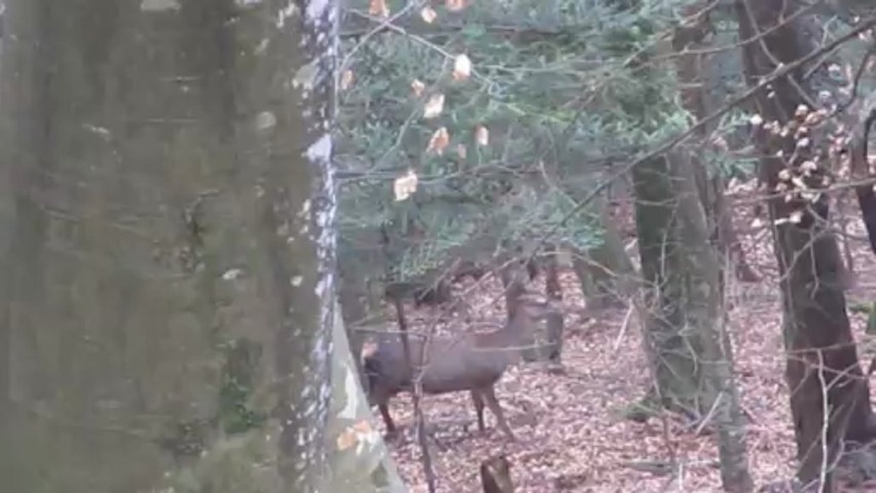 biche