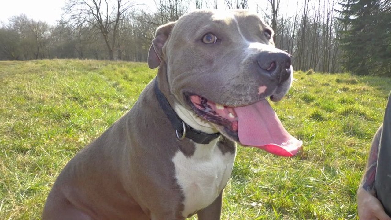 Une Vie De Chiens Et Comprend Qui Veut à la 4éme Minutes