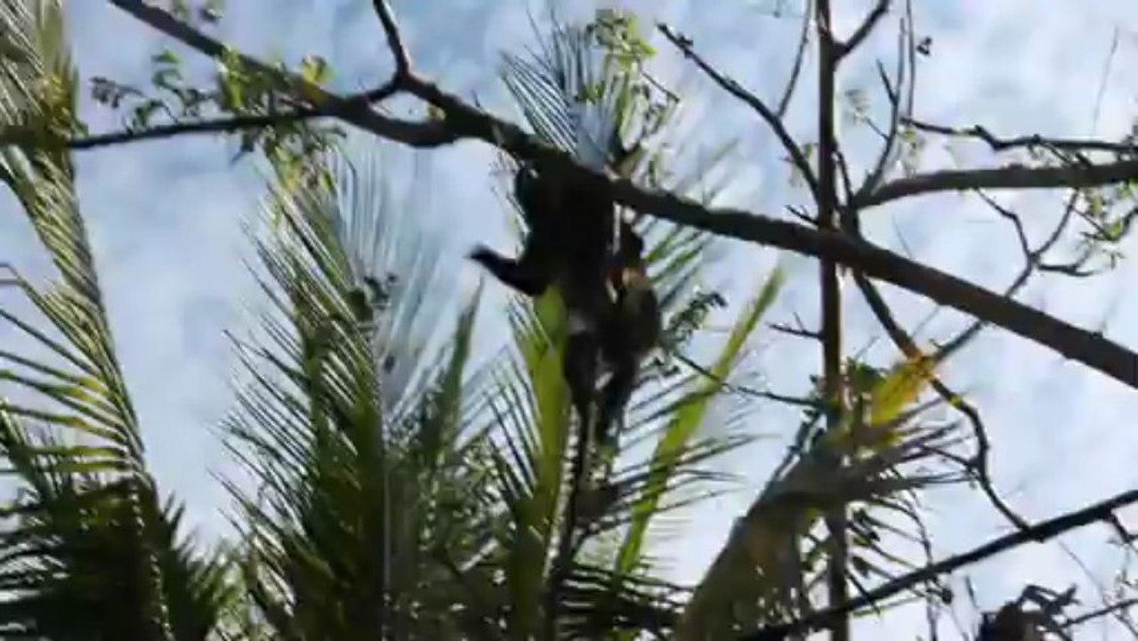 Singes0704 (5)