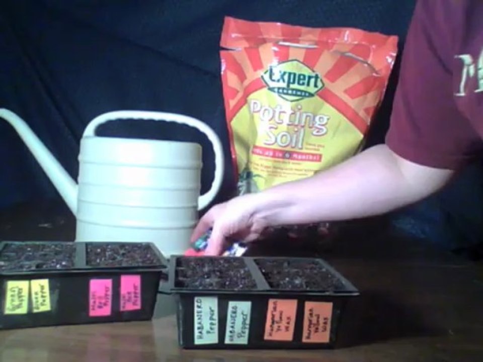 Growing Peppers