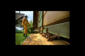 Beekeeping101:  A Beginner Beekeepers Guide