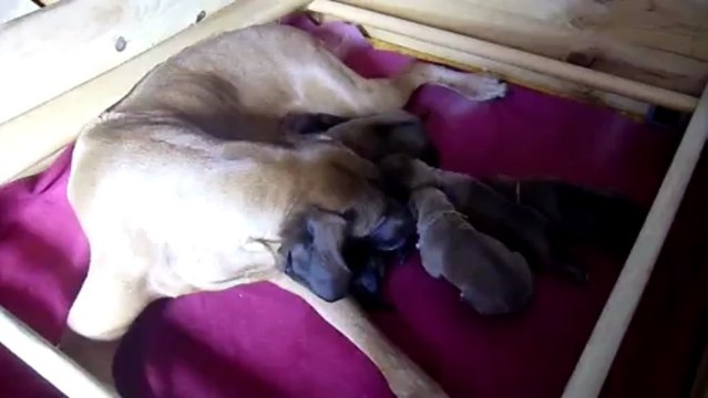 Têtée chiots Rhodesian