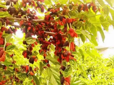 ASLI ŞAHİN @@ AĞAÇLARDA KESTANE.