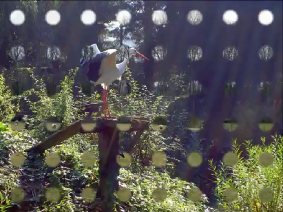 Vögel - Storch - Ciconiidae - Stork