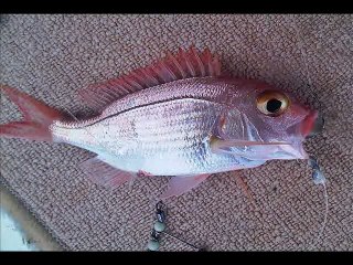 PATLAK GÖZ Mercan avı.(ALANYA)