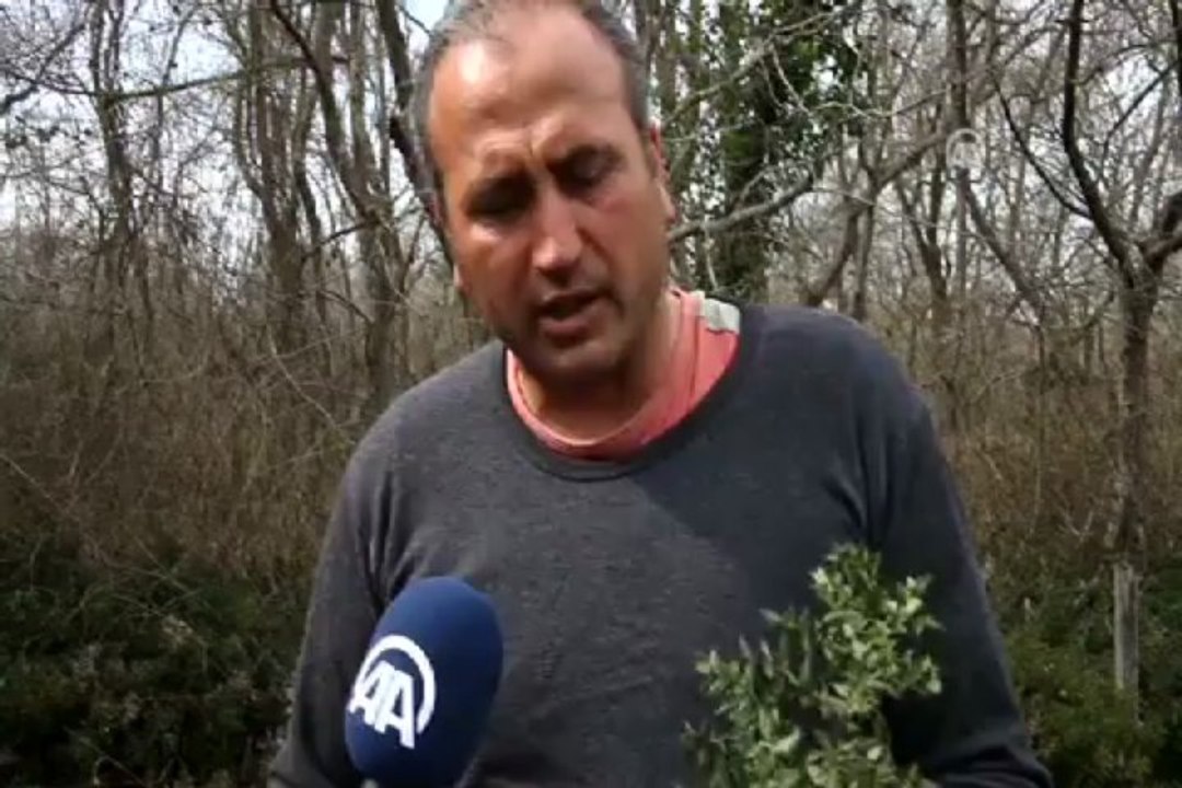 Dallarında diken, köklerinde şifa var