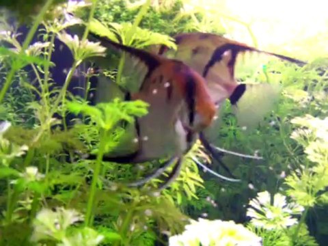 Melek yavruları videosu 001