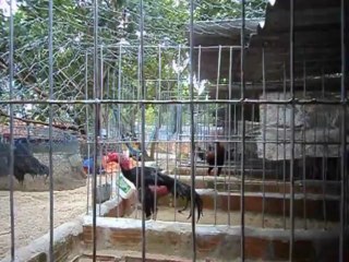 Ô long ngậm nước phun lông