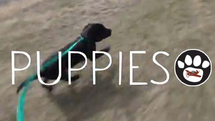 A Heartwarming Story About Pilots n Paws Saving Puppies