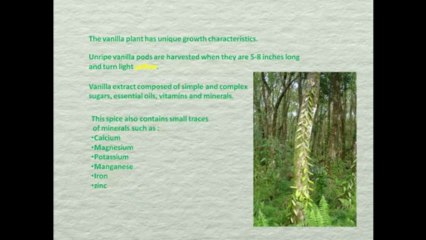 Vanilla Beans Tips
