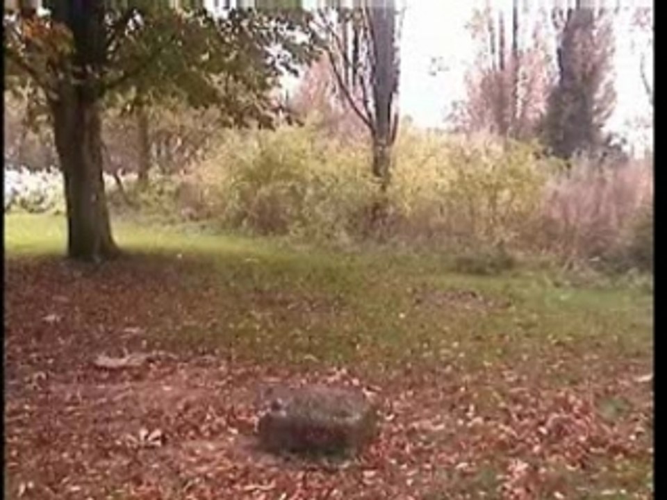 Pisse pas sur mon arbre!