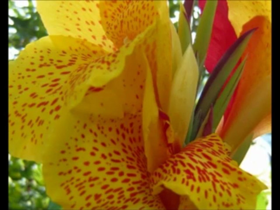 Exo Exlat - Louange et Adoration