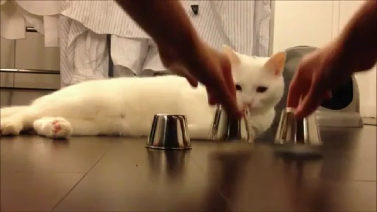 chat-joue-bonneteau