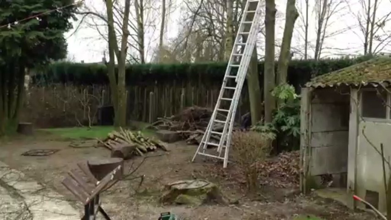 Arbre qui tombe
