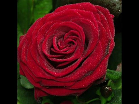 Rose Room-1957 Anson Weeks Orchestra