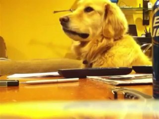 Conozca al perro “politico”, baila con la música de Capriles y se pone serio con la de Maduro