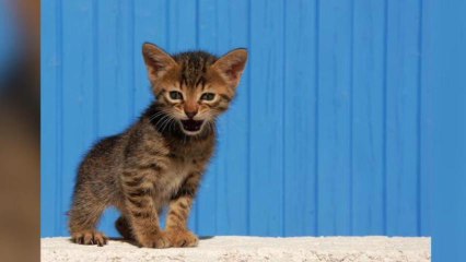 'Kitten Bowl' to Air Super Bowl Sunday