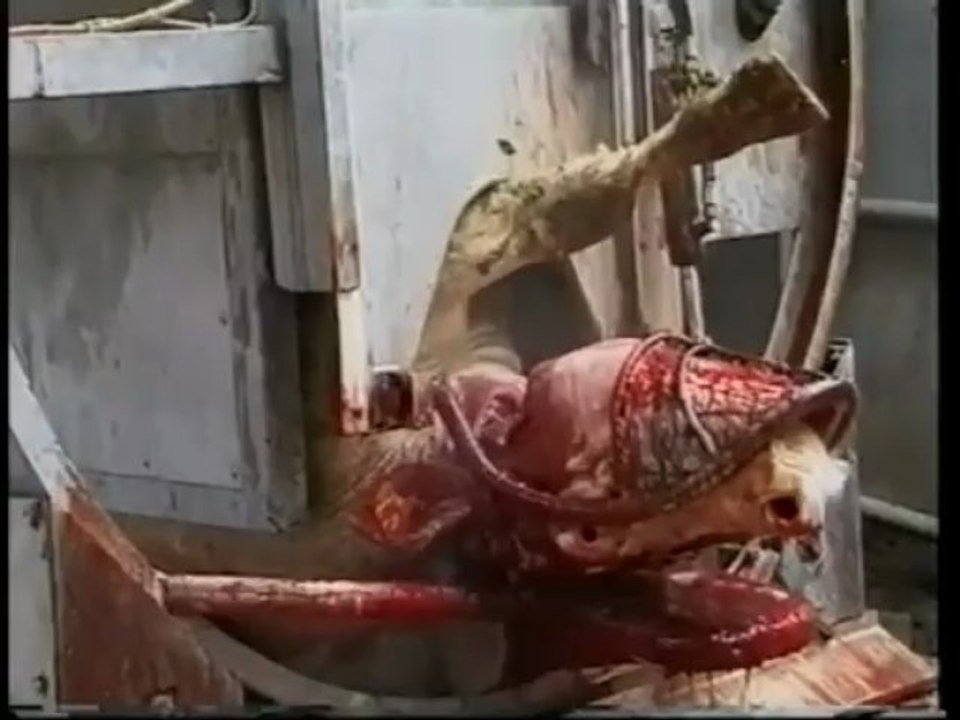 Jesus wird endlich geschlachtet