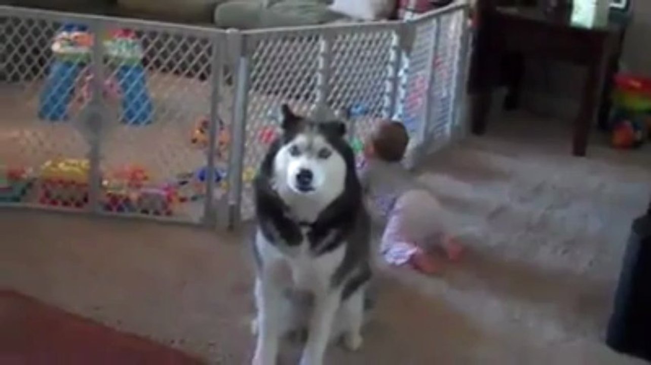 HUSKY VE BEBEK....