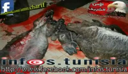 لا حول و لا قوة الا بالله : سوسة ضبط بعض الجزارين بصدد ذبح 10 حمير