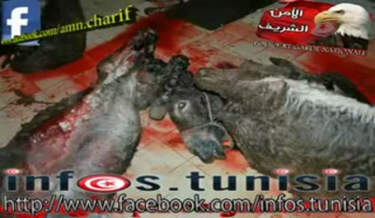 لا حول و لا قوة الا بالله : سوسة ضبط بعض الجزارين بصدد ذبح 10 حمير
