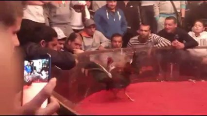 coq rouge gagner en championnat le 7/04/13