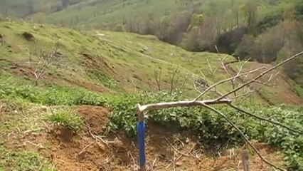 ORDU DA AĞAÇ KATLİAMI-KARADENİZ BAYRAK