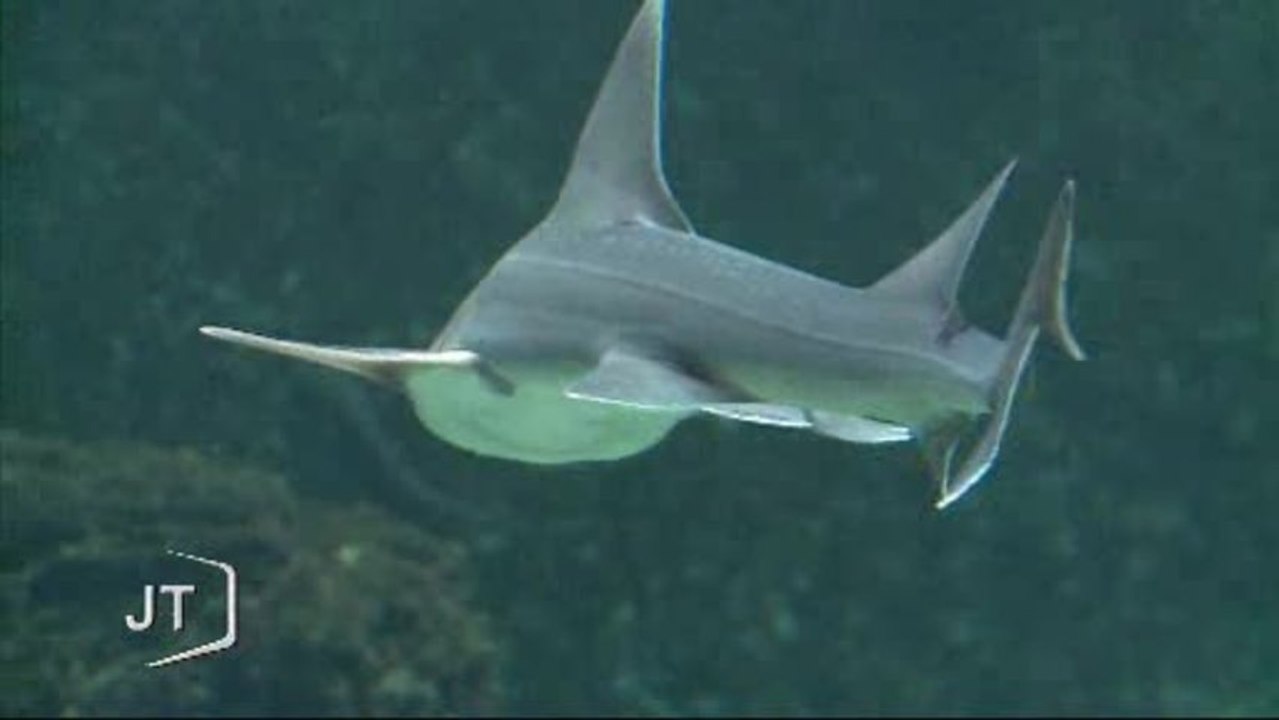 Requins : 25 naissances à Talmont-Saint-Hilaire