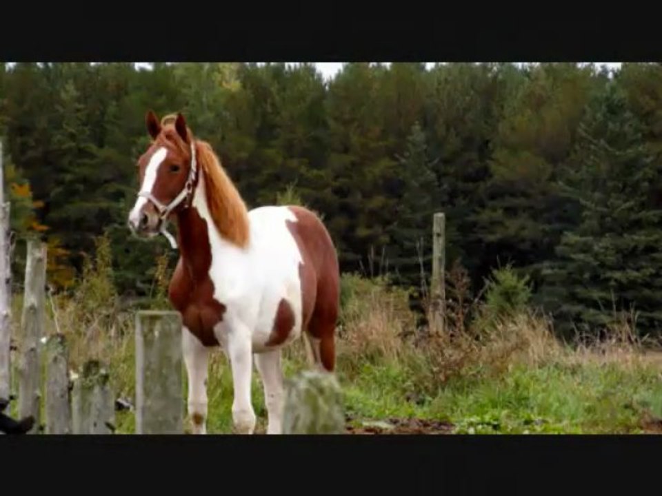 vidéo évolution gygy_3