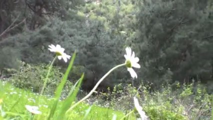 Yukarı Kızılca Mahmutdağ
