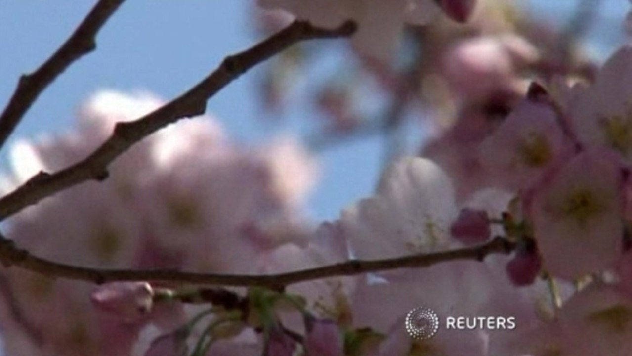 Cherry blossoms have bloomed
