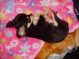 Mes petites chéries