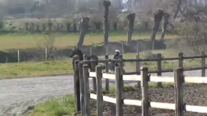 BUENA DE BLONDEL AU SULKY