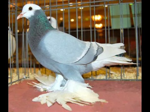 SAXON PİGEONS guvercintv.com guvercinurfa.com guvercinrehberi.com