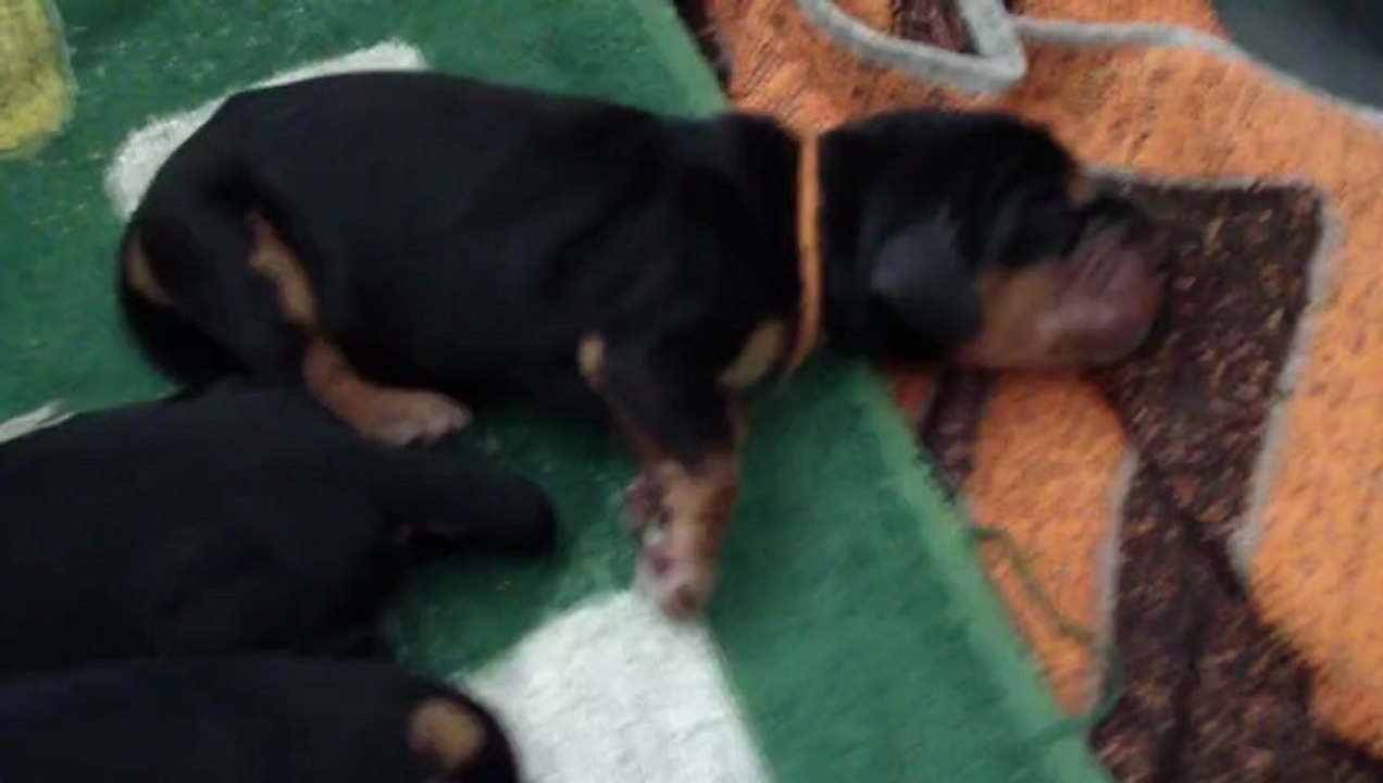 2013 04 07 Chiots 1 jour - Endormis